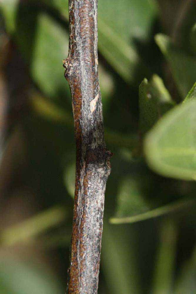              Second - third year twig (Riverside, CA)       